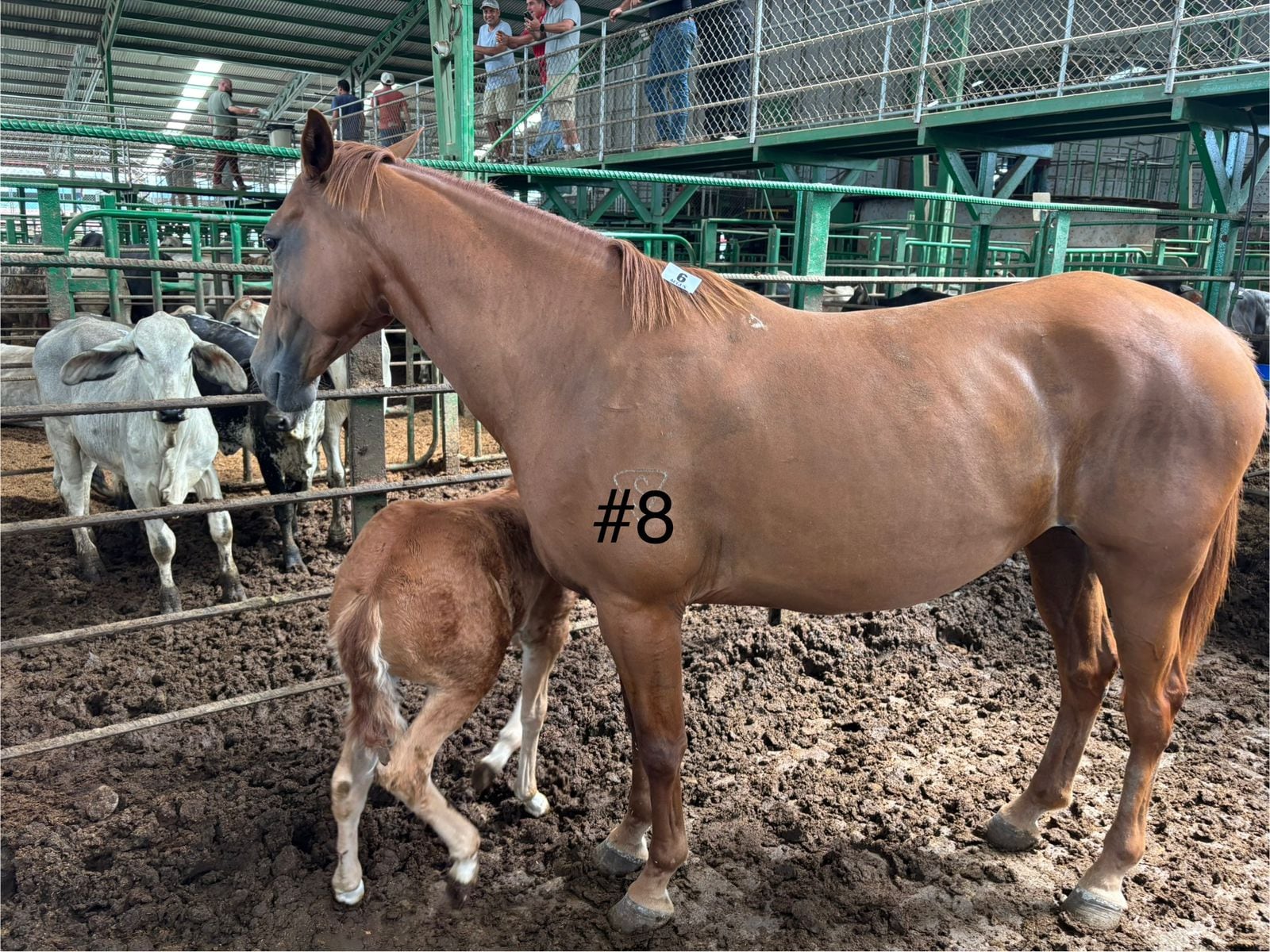 Los ocho caballos decomisados en la casa de una conocida barrilera de Pérez Zeledón, esposa de un supuesto líder narco, dejaron una millonada para Estado costarricense. Foto: ICD para La Teja