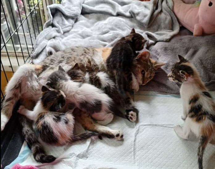 Peluza perdió a su familia y a sus tres gatitos en el incendio
