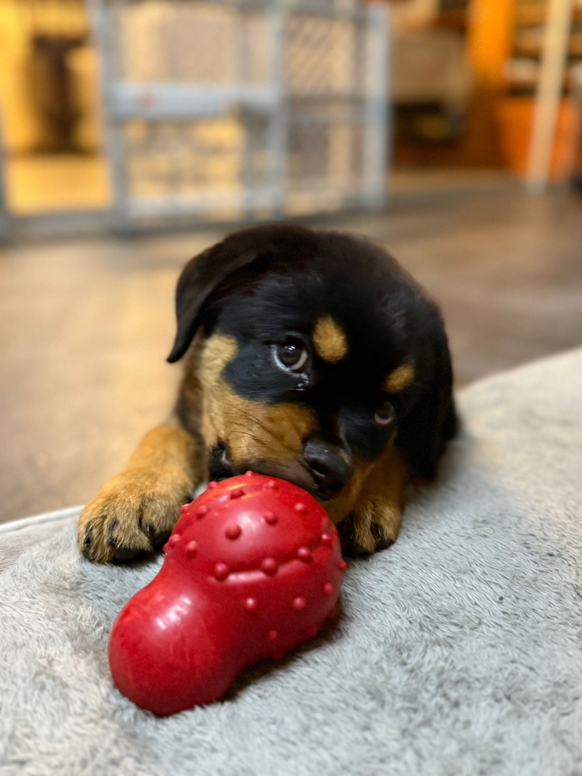 Numa, la Rottweiler que volvió a encender la luz de amor perruno en una casa de Santo Domingo de Heredia