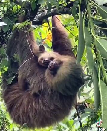 Mamá perezosa con sus gemelos