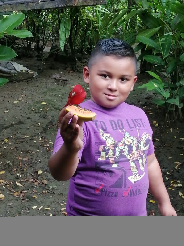 Don Catalino Cedeño Cedeño, quien tiene 76 años y de la pura cepa de Puerto Jiménez, nos contó que el pájaro Sangre de Cristo llegó por primera vez en el 2020 y en su corazón, y en el de su esposa, doña Rita Ceballos Aguirre, sintieron que la visita de ese pajarito rojo era una señal de que todo iba a estar bien.