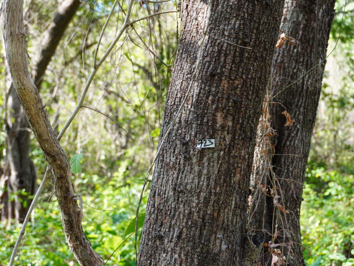 Varios de los árboles de la zona ha aparecido marcados para ser talados.