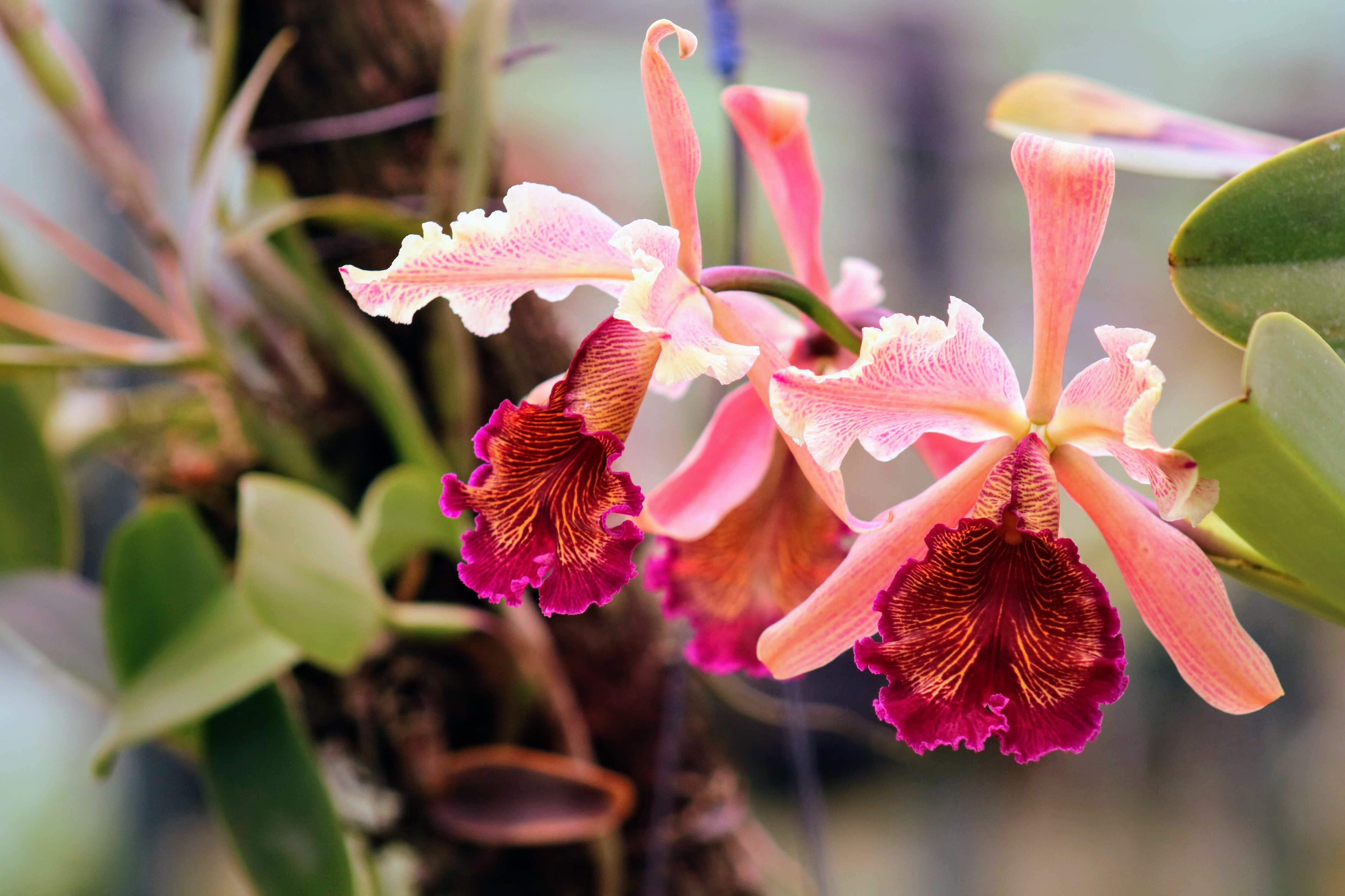 Caribbean Botanical Garden