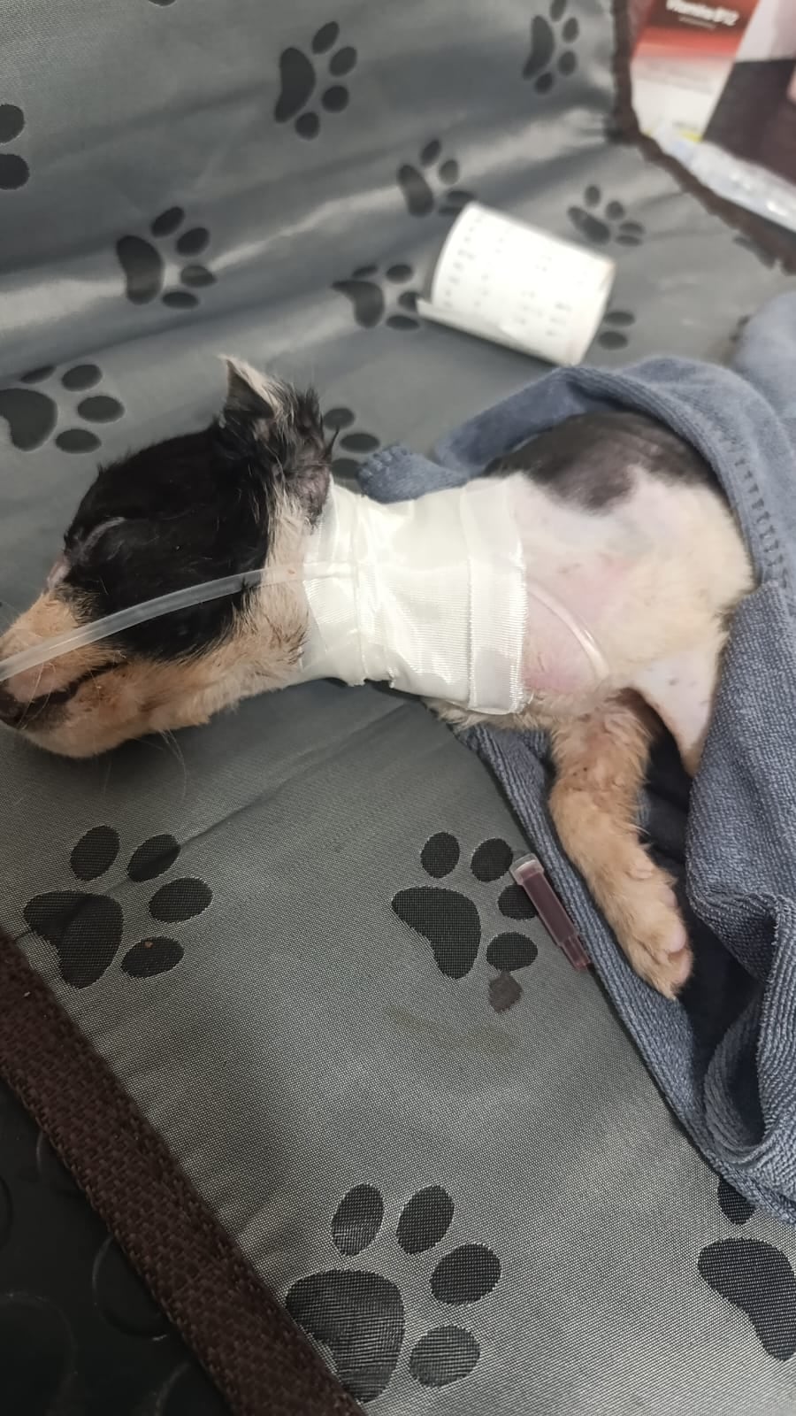 Rescate de animales en Heredia