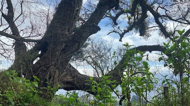 Recorra los bosques y senderos de Aserrí y conozca su historia en cada paso