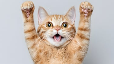 Así es como un gato elige a su persona favorita según la ciencia