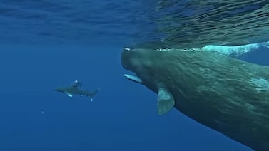 Hombre iba a ser devorado por un tiburón, pero dos ballenas lo protegieron