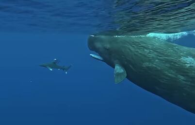 Natty Gong fue protegido por unas ballenas. Foto: Instagram