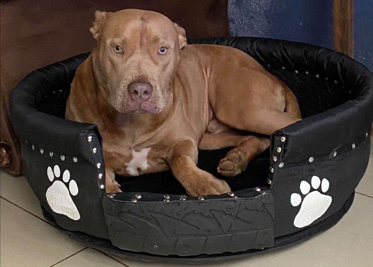 Familia pulseadora y creativa conozca el negocito que ofrece camitas de llantas para peluditos