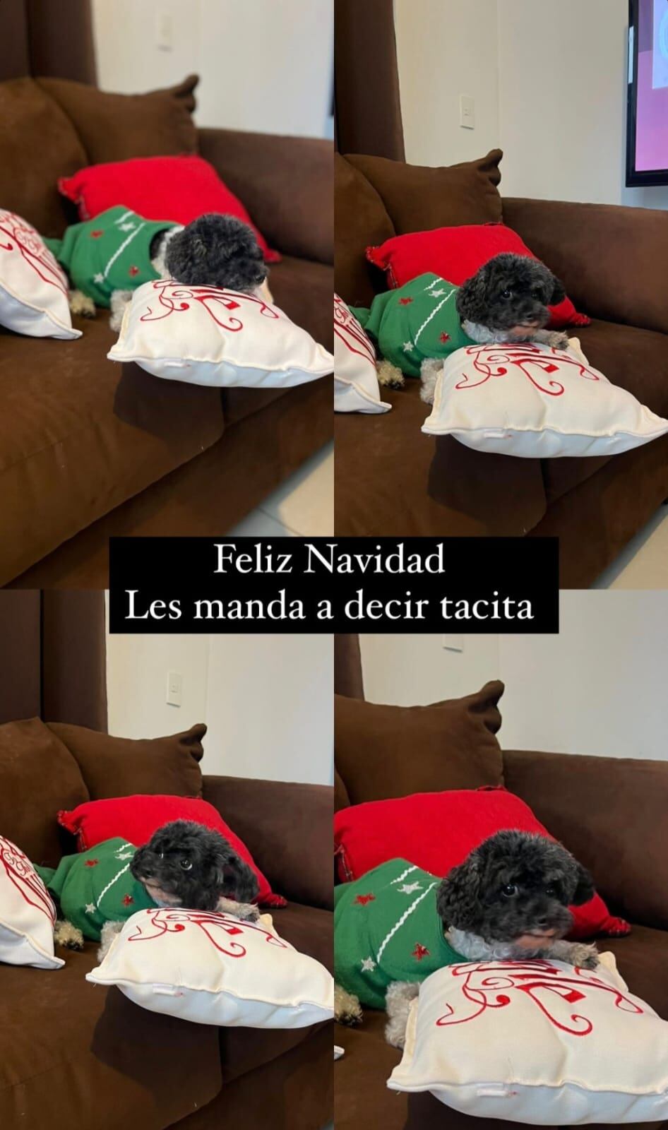 Tacita, era la perrita de Debbie Soto y Alonso Solís