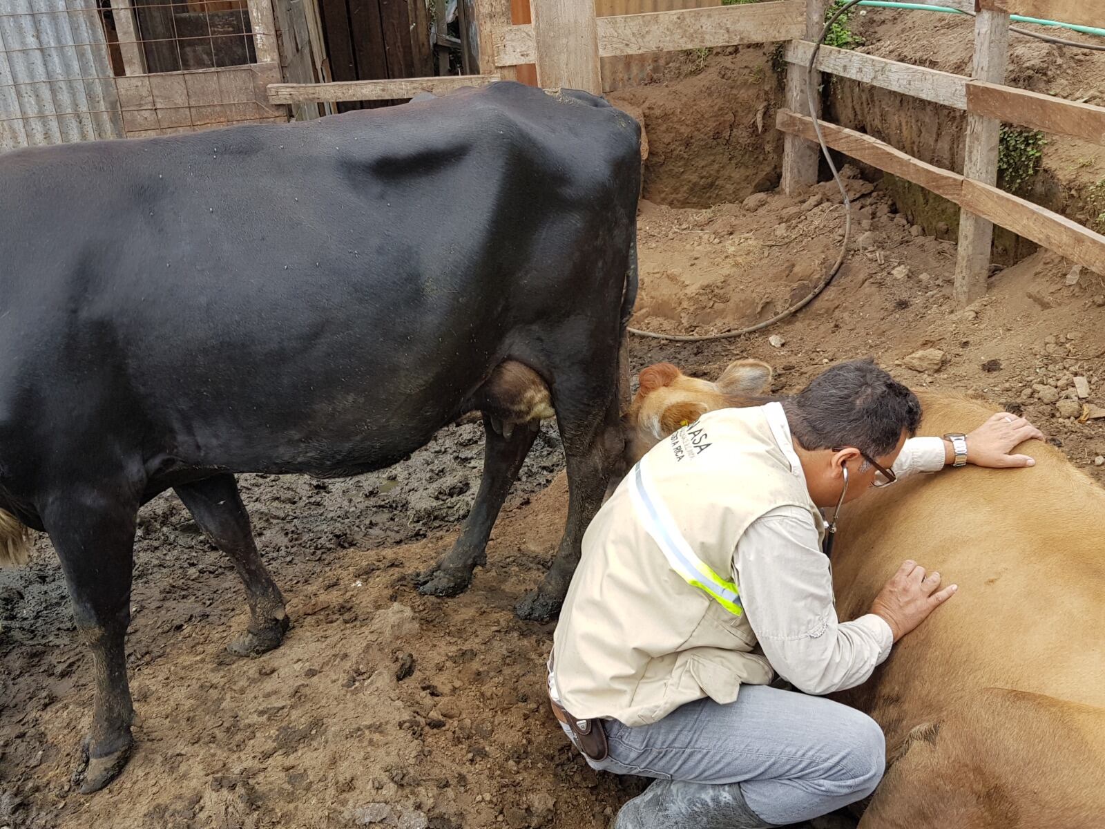 Proteja a sus animales de la ceniza del volcán con estas recomendaciones de Senasa