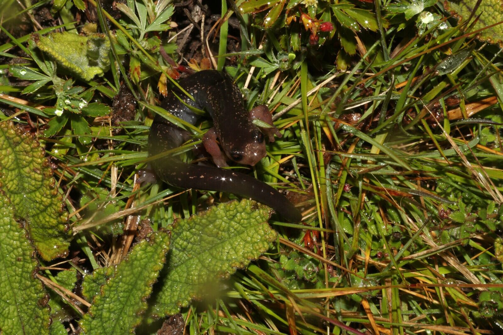 Descubren una salamandra con manchas doradas exclusiva del Parque Nacional Chirripó