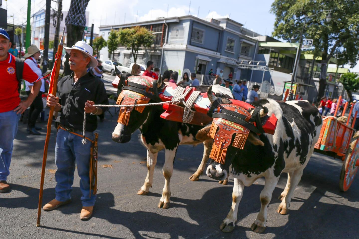 Más de 300 yuntas, con sus respectivas carretas, acompañadas de música y bailes folclóricos, desfilaron por las calles de la capital durante la XXIV Edición de la Entrada de Santos y Desfile de Boyeros a la ciudad de San José, este domingo 27 de noviembre de 2022.