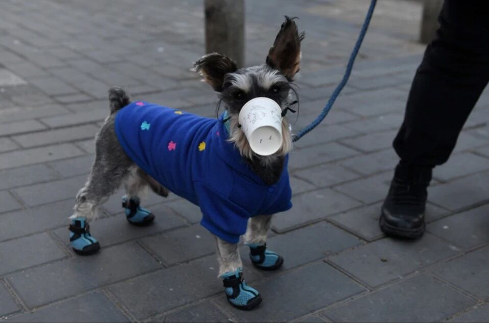 ¡Se presenta primer caso de un perro con coronavirus contagiado por su dueña!