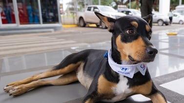 La Negra, la perrita vendedora, guarda y mecánica que “trabaja” para agencia de autos en Liberia