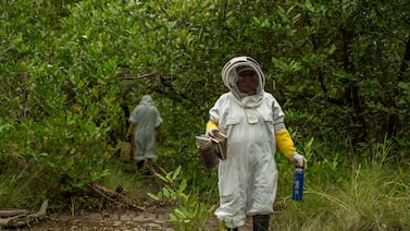 ¿Miel de abeja un poquito salada? Familias en Puntarenas la están produciendo 100% natural