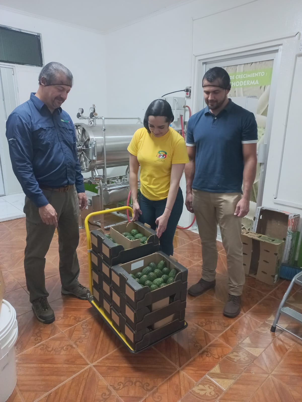 El aguacate Hass que se cultiva en Dota, Tarrazú y León Cortés podría llegar hasta la mesa de los italianos en los próximos meses.