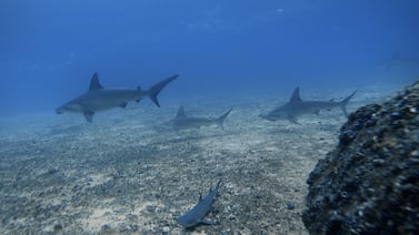 Así se encuentra el biólogo marino mexicano atacado por tiburón de 4 metros en isla del Coco