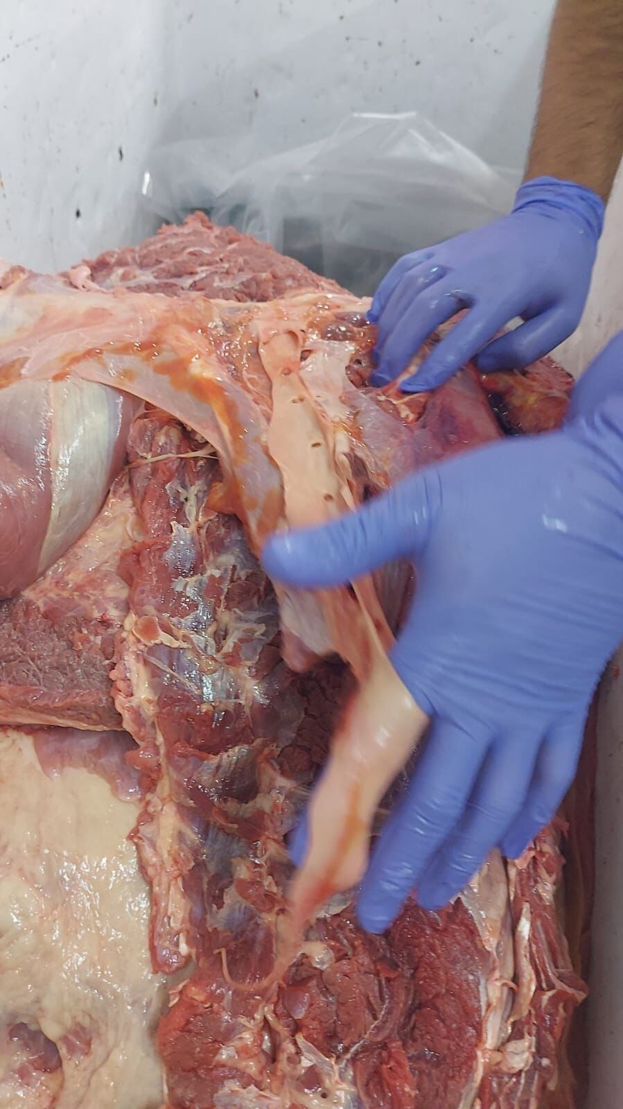 la carne decomisada era un peligro