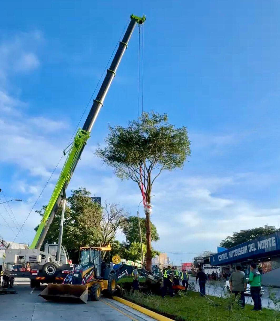El 5 de setiembre en Alajuela sembraron un árbol de Guanacaste que provocó presas enormes a la salida de la provincia.