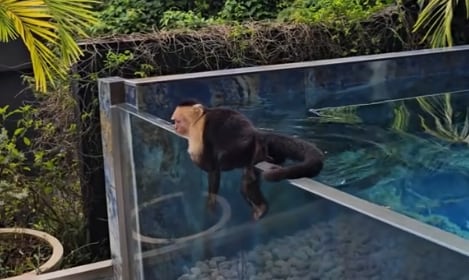 El monito no lo pensó dos veces para refrescarse en la piscina.