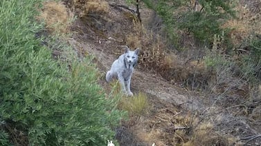 Captan por primera vez a un “fantasma blanco”: el lince ibérico completamente blanco sorprende en España