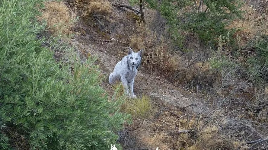 El fotógrafo Ángel Hidalgo capturó por primera vez a un lince ibérico completamente blanco en Jaén.