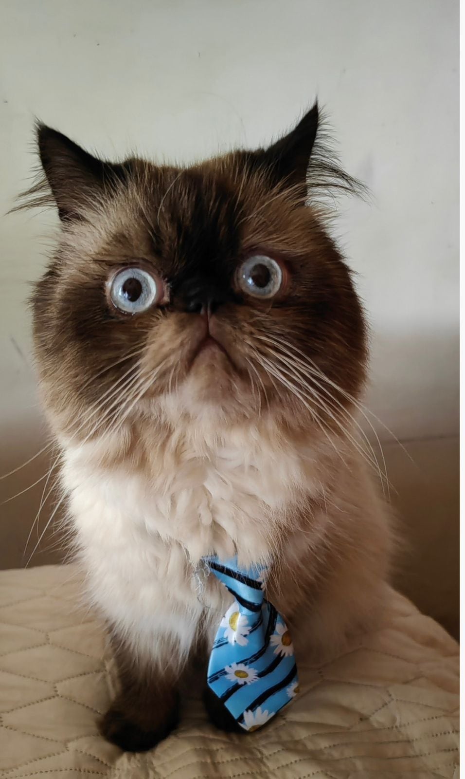 जेव्हा सांता बार्बरा डी हेरेडिया येथील रहिवासी ग्रेसिएला गोमेझ गोमेझने तिची स्वतःची मांजर घेण्याचा निर्णय घेतला, तेव्हा तिने कधीही कल्पना केली नाही की ती योडीसोबतच्या तिच्या आयुष्यातील सर्वात कठीण (आणि सर्वात परिवर्तनीय) लढाईत उतरणार आहे.