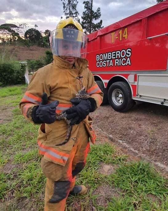 Bomberos rescatan a gato que tenía 6 días en árbol. Foto Bomberos.