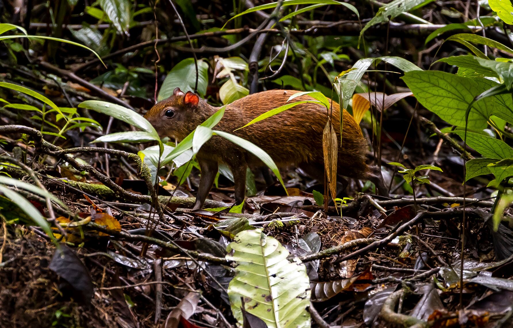 Esta ardilla no se pudo escapar del lente del fotógrafo en el sector de la quebrada en el Braulio Carrillo.