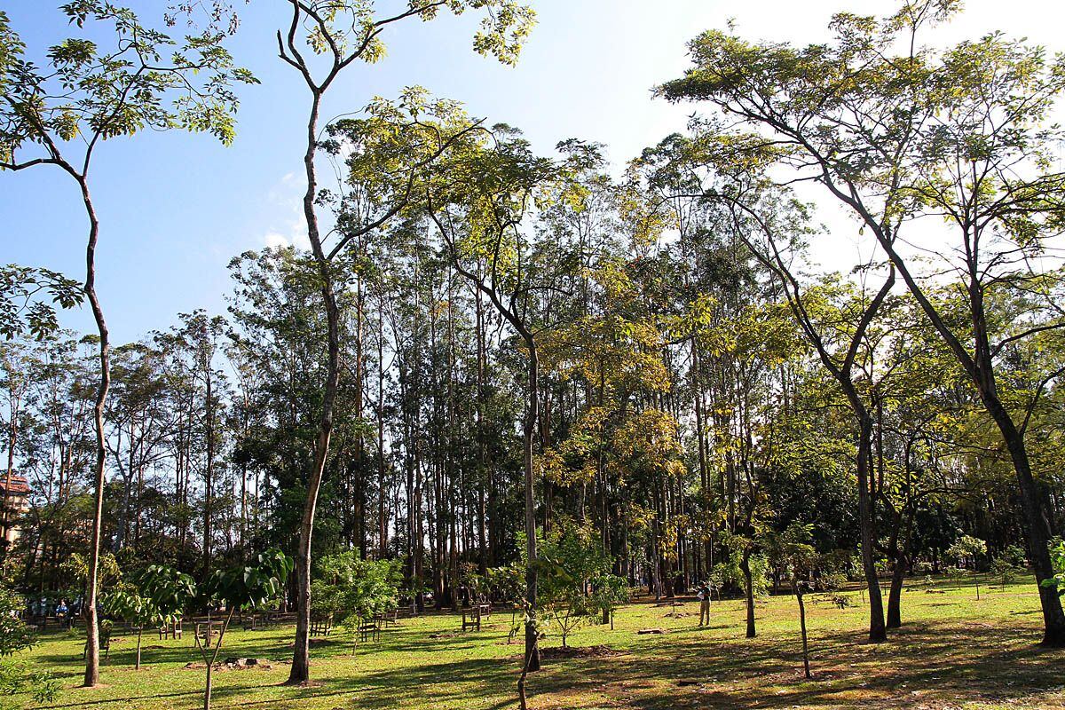 Aprovechando la celebración del Día Nacional del Árbol, que fue este 15 de junio, el Instituto Costarricense del Deporte y la Recreación (Icoder) y el Scotiabank, confirmaron que después de 13 años finaliza el proyecto de arborización “Una Nueva Sabana” en Parque Metropolitano La Sabana.