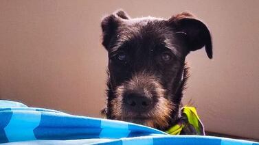 Tras resistir a la selva del Darién, Nerón, el perro chamo, busca una familia tica que lo adopte