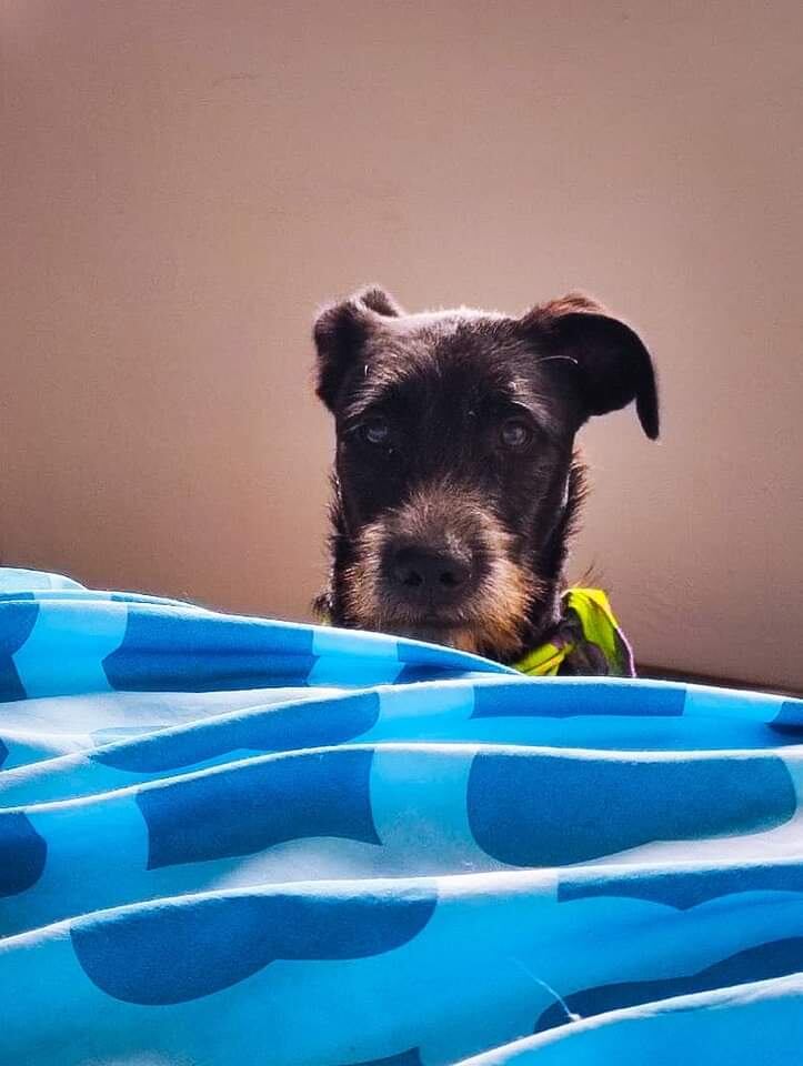 Nerón llegó a nuestro país el año pasado. Lo traía un grupo de migrantes venezolano, por eso hoy se le llama el perro chamo o perro venezolano.