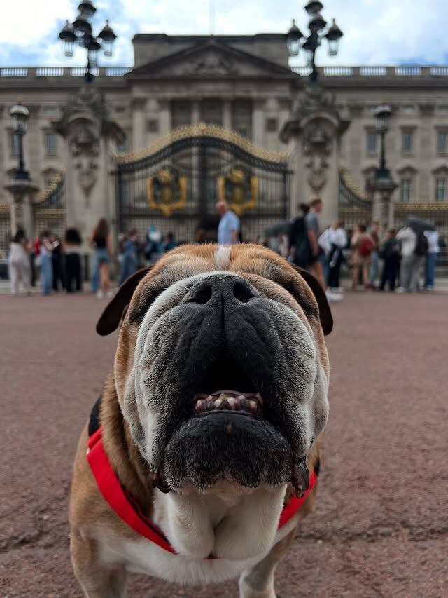 Lewis Hamilton y su perro Roscoe