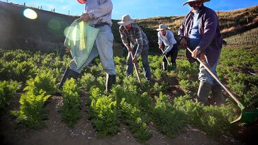 Compre y deguste productos agrícolas en Festival de Hortícolas de Tierra Blanca