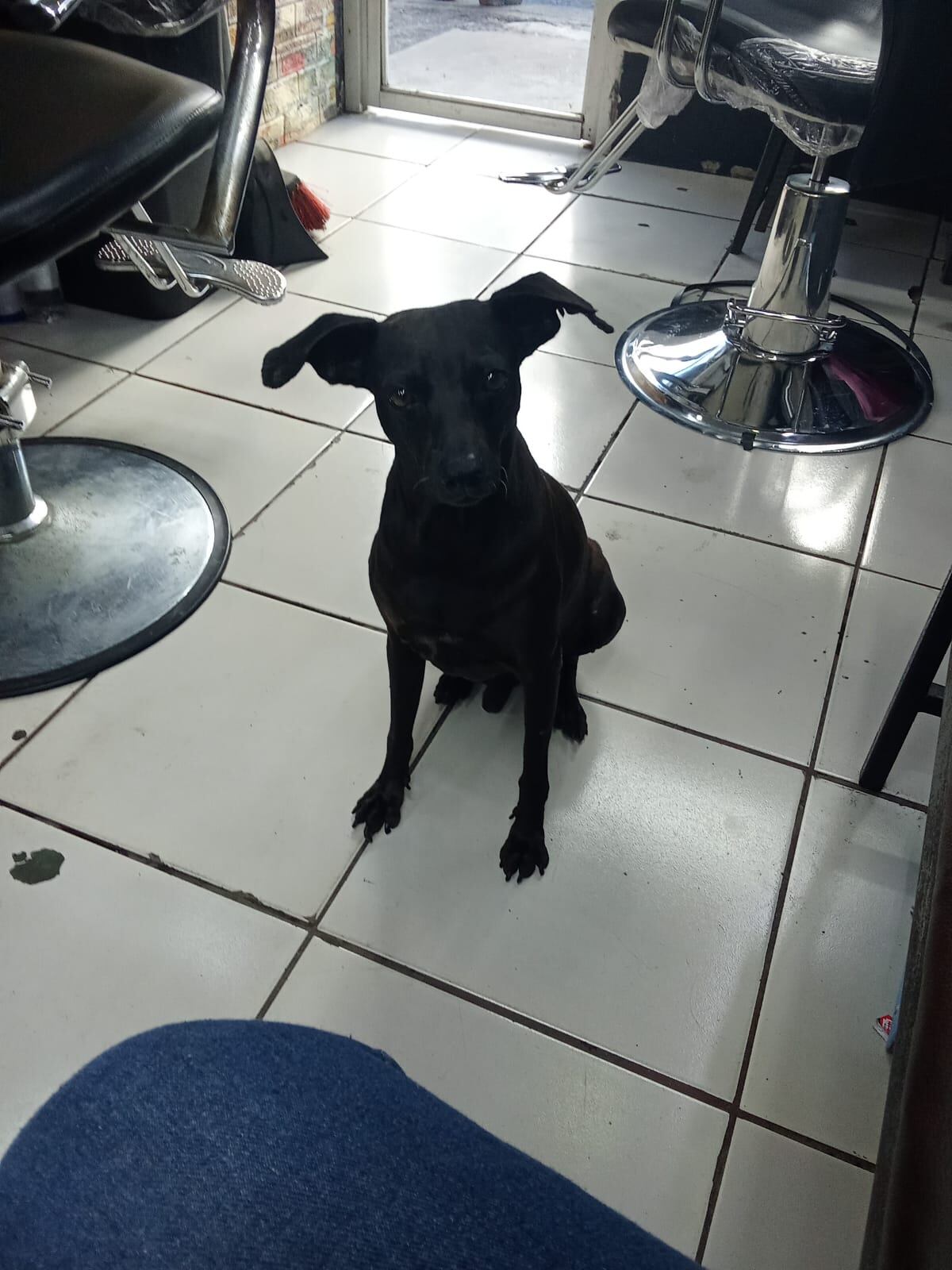En la estación fronteriza de Tica Bus en Paso Canoas, entre pasaportes, maletas, boletos y sonrisas, hay un personaje muy especial que se ha ganado el cariño de todos: Abelito González, un perrito amigable y noble que se ha convertido en el favorito de los pasajeros y colaboradores