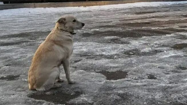 Perrita Bashkiria. Foto: El Tiempo, GDA