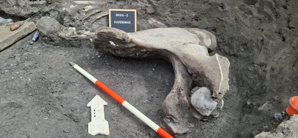 Hallazgo de mastodonte en Cartago