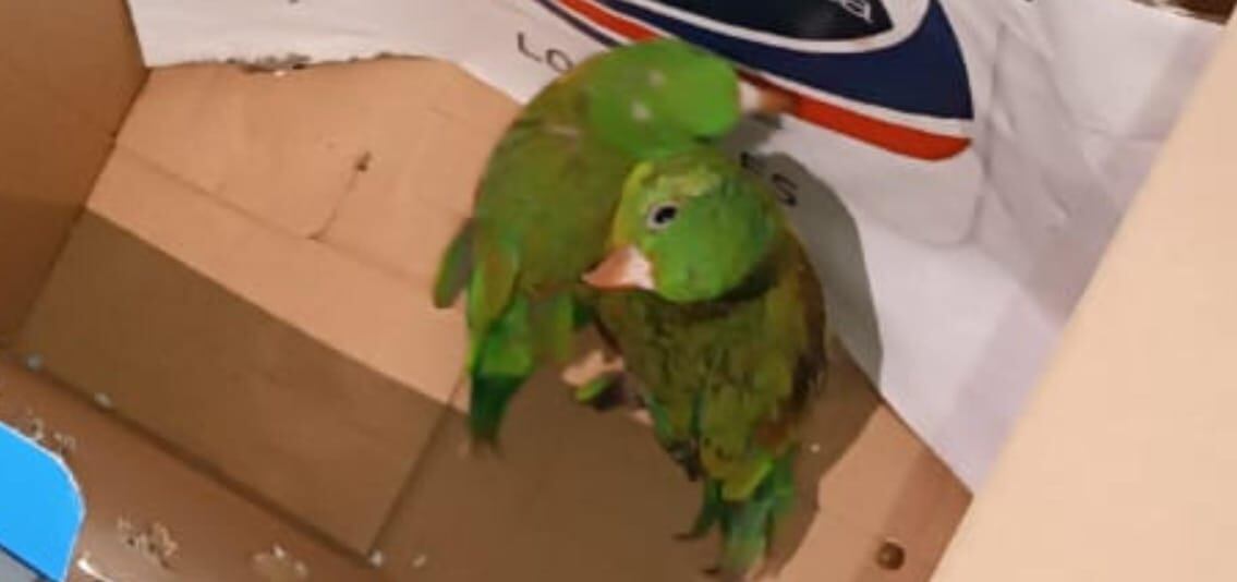 Estos periquitos fueron salvados de la muerte