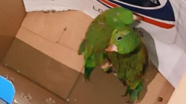 Detienen a hombre por injusticia que le hizo a periquitos... ¡estuvieron a nada de morirse!