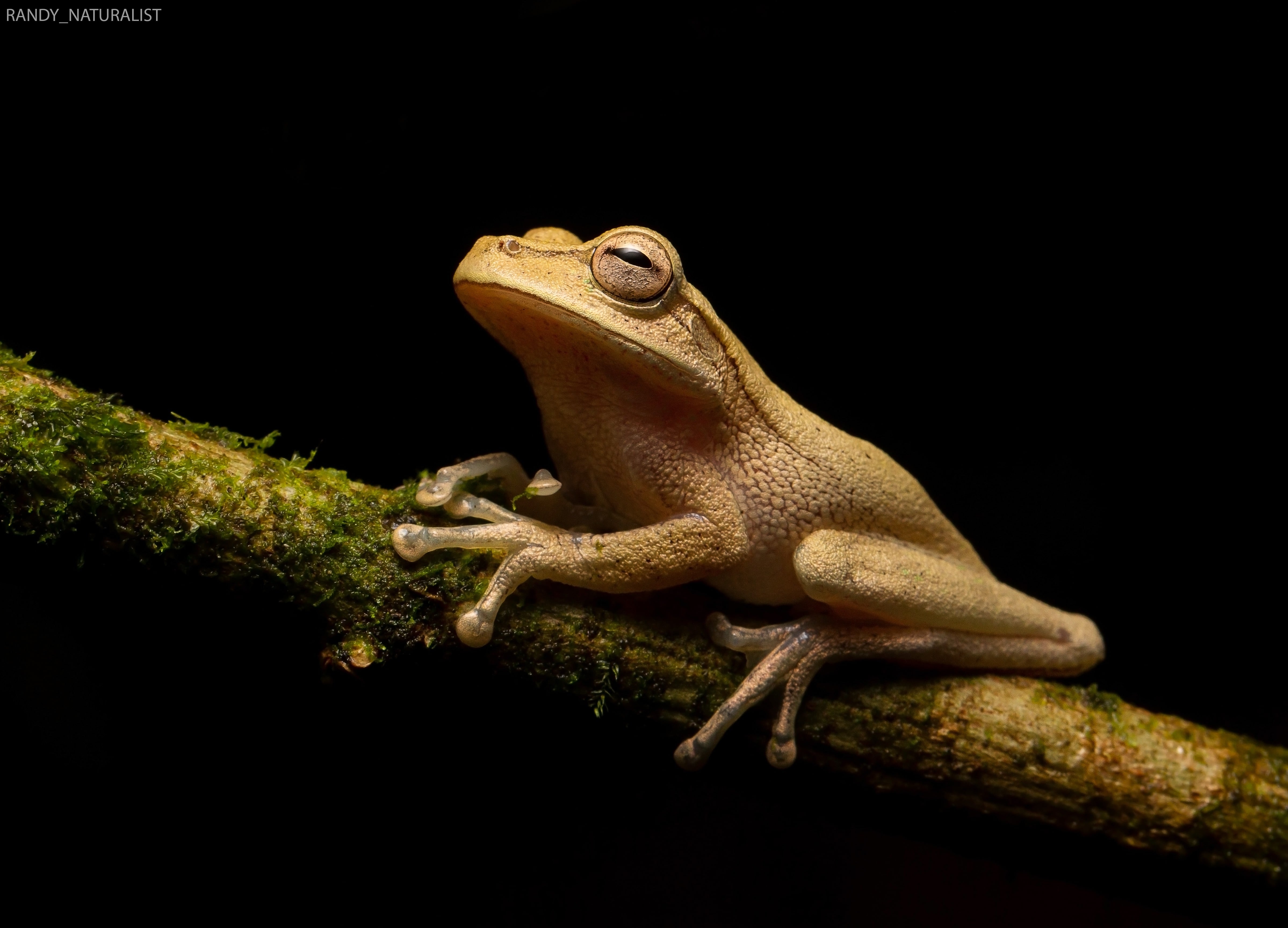 Randy Gómez Alvarado es un siquirreño de la pura cepa, tiene 25 años, es guía naturalista casi desde que nació, le encanta la observación de aves y todo tipo de animales, y está orgulloso de haber logrado una superfoto que le dio la vuelta al mundo