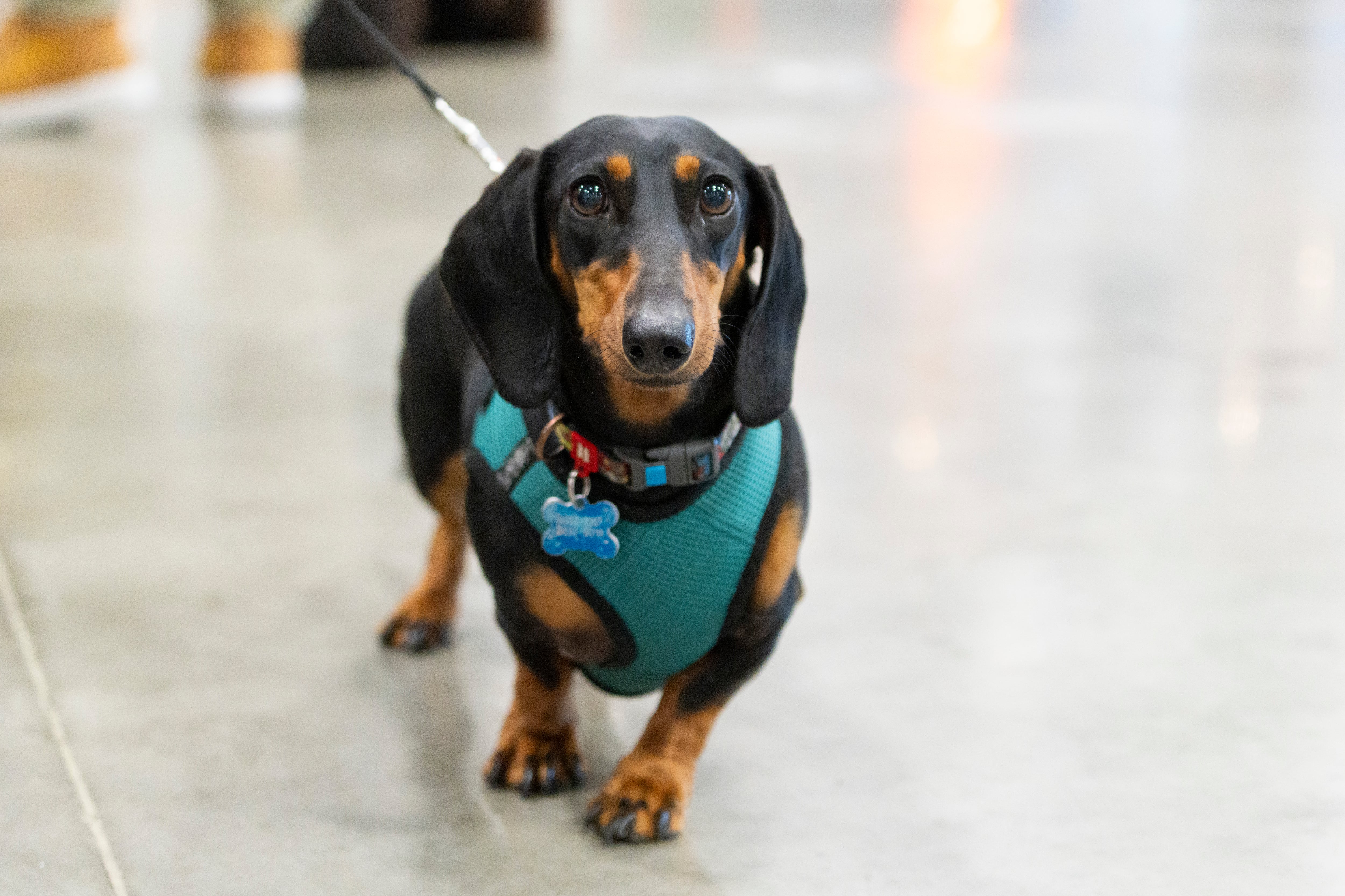 22/03/2025. Feria de Mascotas. Parque Viva. Alajuela. Fotografía: Lilly Arce.