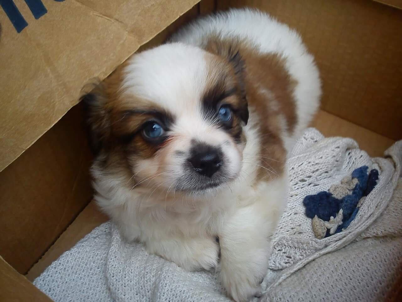 Bruno, perro agredido por otros tres perros