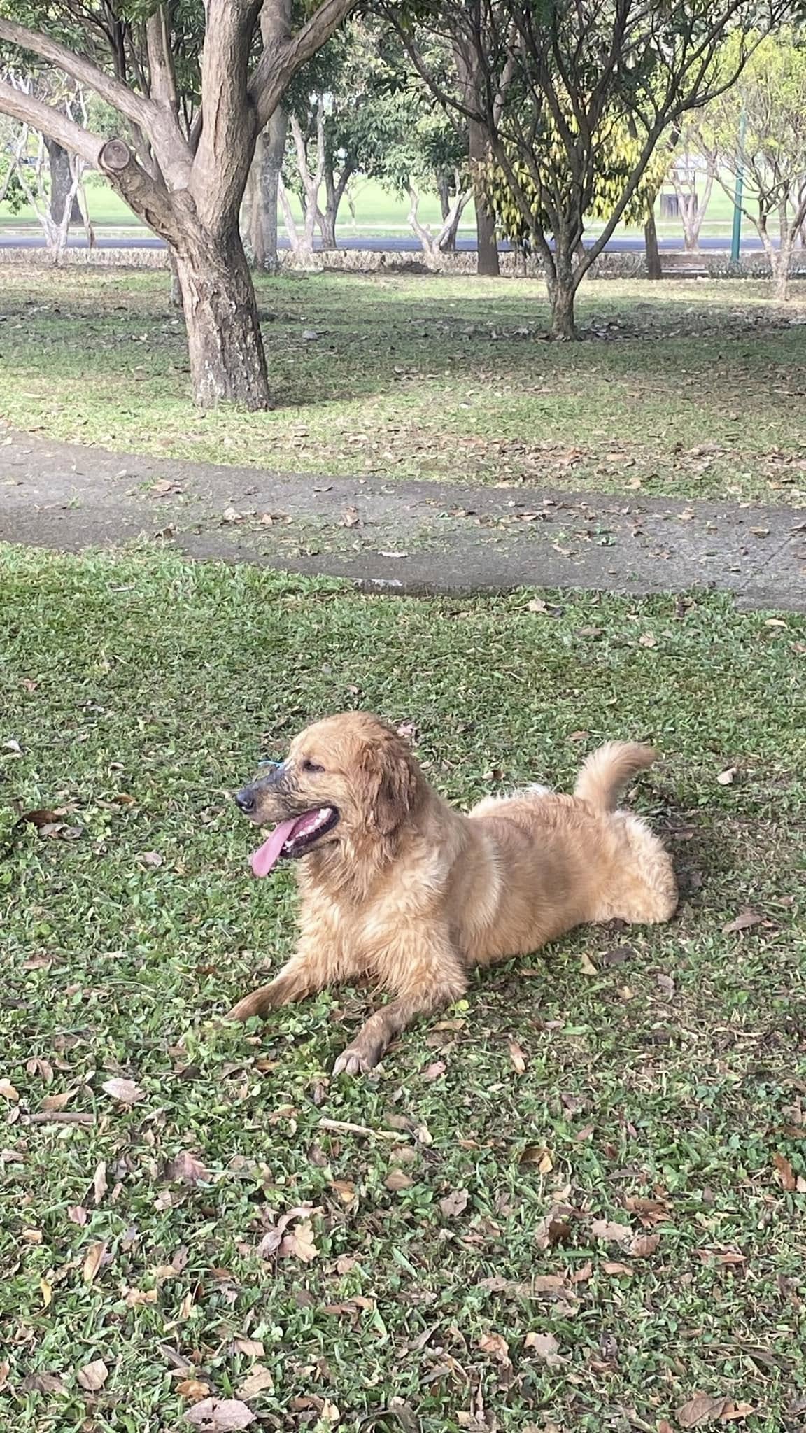 En diciembre del 2023, la vida de doña Karen Alvarado dio un giro inesperado. Sus hijos, ya adultos, notaron que hacía falta una nueva compañía en casa y decidieron darle la sorpresa más tierna de su vida: una perrita golden retriever llamada Chloe
