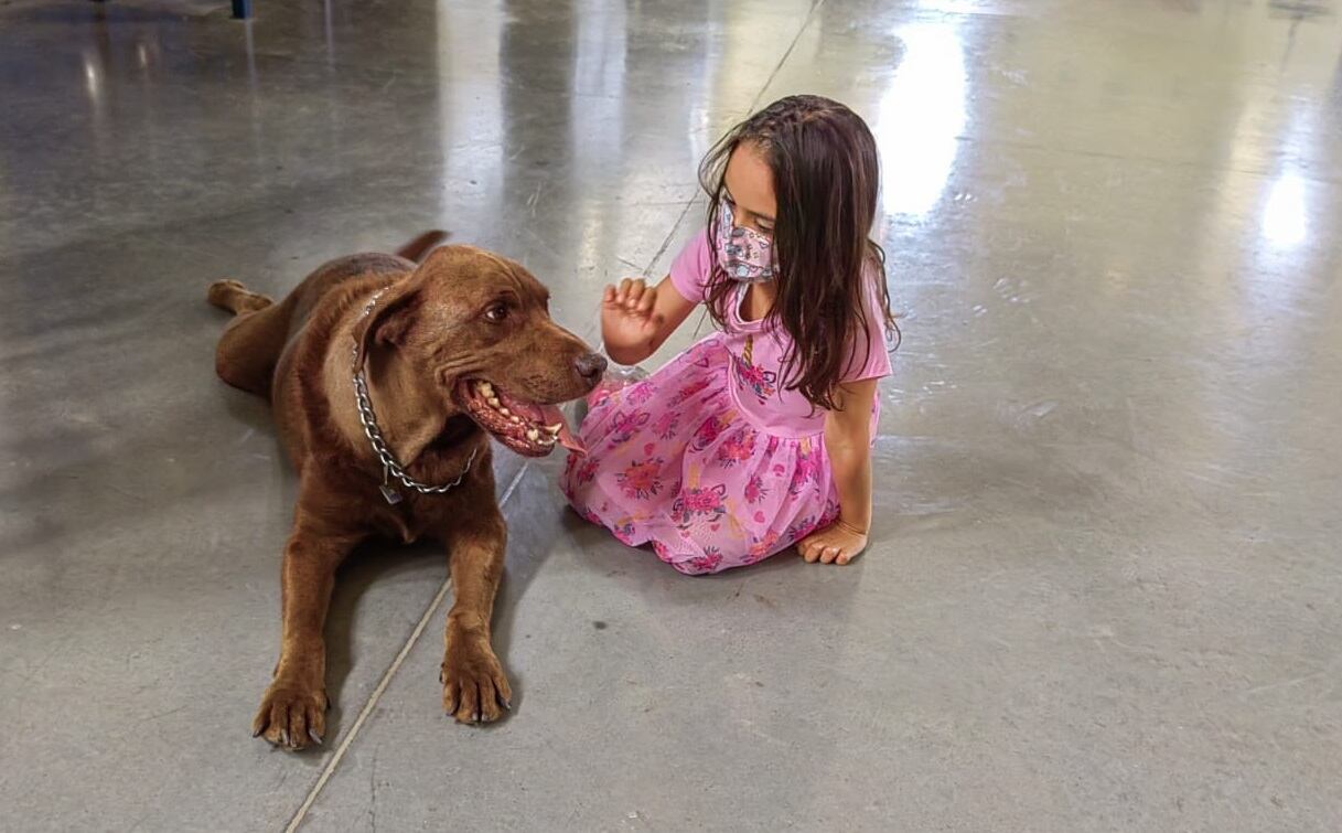 Jack es un perro de raza labrador que tiene 9 años de edad y que desde febrero pasado se convirtió en todo un milagro de la ciencia tica aplicada en el laboratorio Innovatio del Instituto Nacional de Aprendizaje (INA). En la foto, Lucía, de seis años, es la dueña absoluta del peludito.