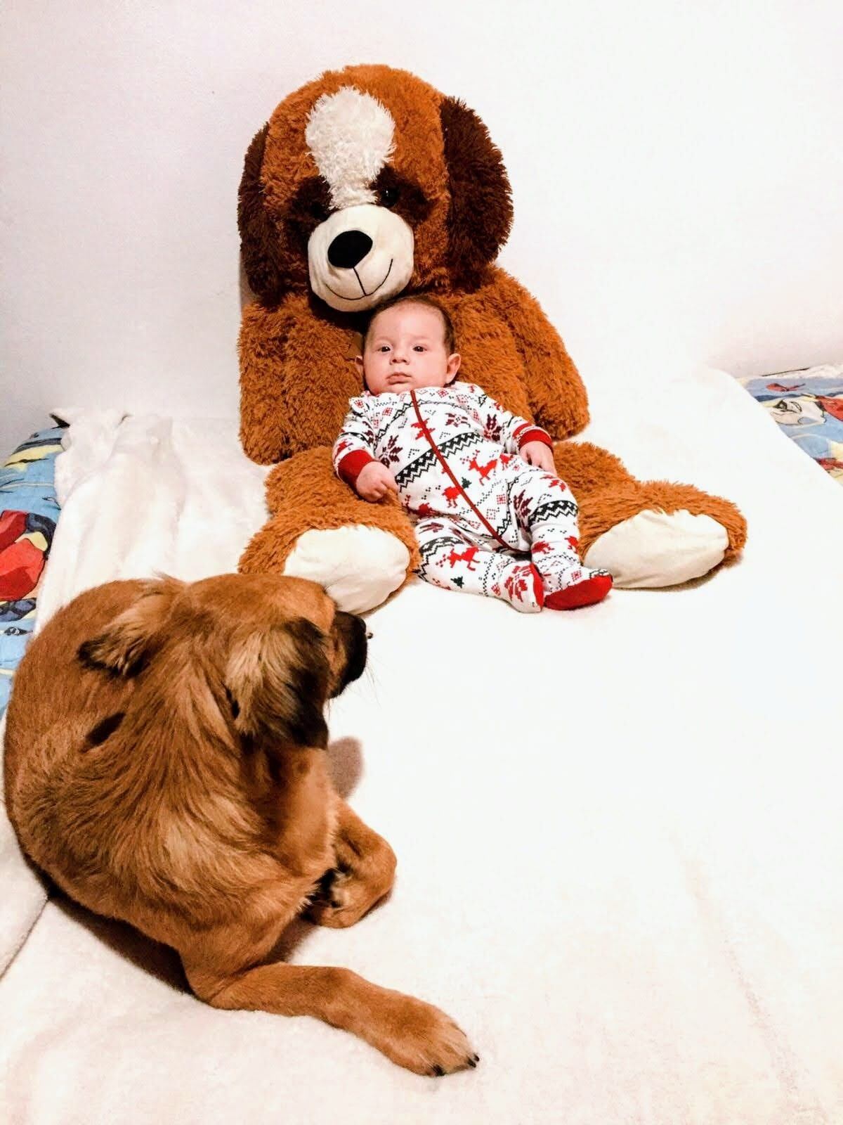 Lazzie Marie es una perra zaguatica que pasó de haber sido botada en un saco toda enferma a ser la luz del hogar de doña Carolina de Franco