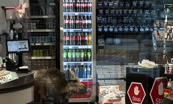 Jabalí ingresó a un supermercado en Berlín