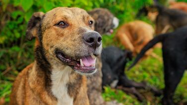 ‘El Zaguatón’: Adopte un perro y colabore con alimento para Territorio de Zaguates