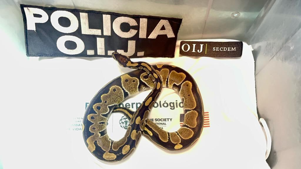 Decomisan serpientes a joven en Desamparados. Foto OIJ.