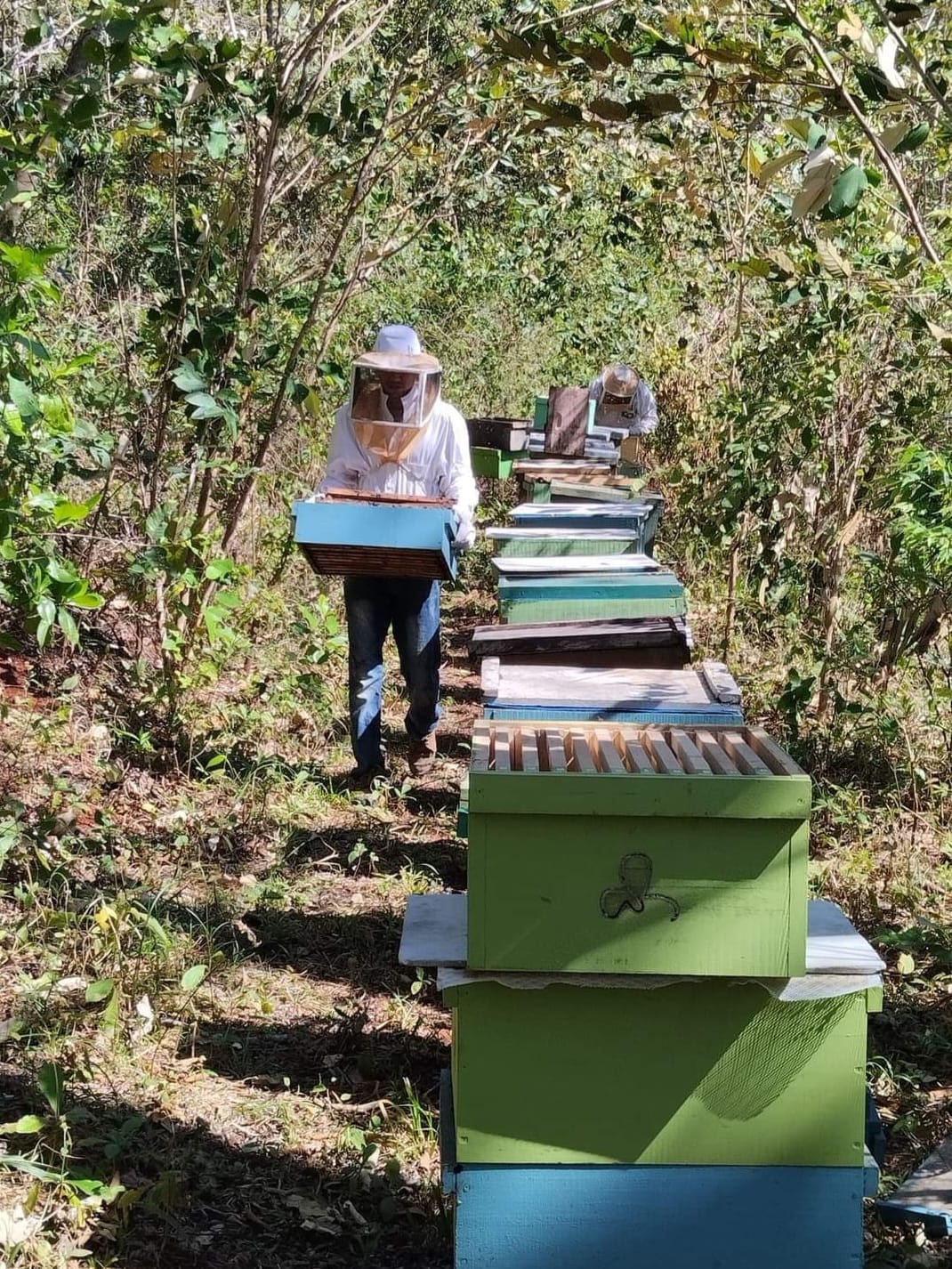 Alfredo Herrera Rodríguez, presidente de la Cámara Nacional de Fomento de la Apicultura, confirma que en abril pasado entraron al país 166 abejas chilenas para tratar de amanzar los panales ticos que están llenos de abejas africanizadas.